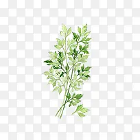 绿色树枝-空若网 绿色树枝-空若网