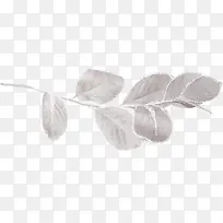 白色树叶-空若网 白色树叶-空若网