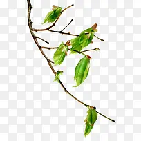 ��֦�ϵ�Ҷ��-������