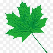 绿色的树叶-空若网 绿色的树叶-空若网