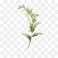 �ֻ�ˮ����Ҷ����-������