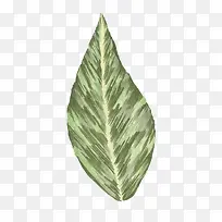 水彩手绘植物叶子-空若网 水彩手绘植物叶子-空若网