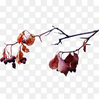 树枝树叶-空若网 树枝树叶-空若网