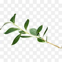 绿色枝叶-空若网 绿色枝叶-空若网
