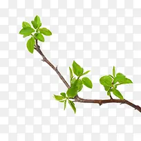 ��Ҷ-������