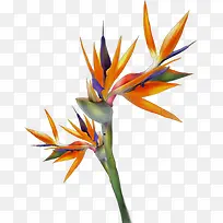 彩色植物素材-空若网 彩色植物素材-空若网