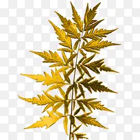 �ֻ��ɫ��Ҷ-������