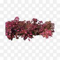 植物 树 森林 树叶-空若网 植物 树 森林 树叶-空若网