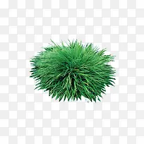 草 植物 树 森林 树叶-空若网 草 植物 树 森林 树叶-空若网