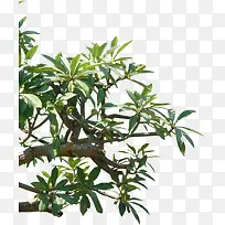 Ê÷Ö¦-¿ÕÈôÍø Ê÷Ö¦-¿ÕÈôÍø