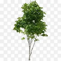 ��ֲ����Ҷ-������