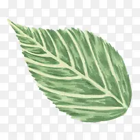 水彩手绘植物叶子-空若网 水彩手绘植物叶子-空若网