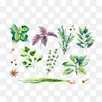 水彩手绘植物-空若网 水彩手绘植物-空若网