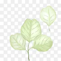 �ֻ�Ҷ��-������