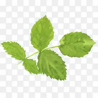 水彩手绘绿色树叶-空若网 水彩手绘绿色树叶-空若网