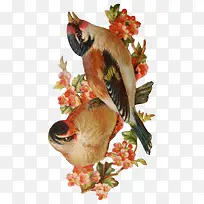 手绘鸟-空若网 手绘鸟-空若网