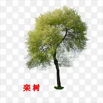 栾树-空若网 栾树-空若网