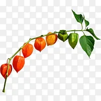 树枝-空若网 树枝-空若网