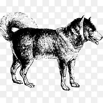 卡通可爱动物海报设计装饰手绘狗-空若网 卡通可爱动物海报设计装饰手绘狗-空若网