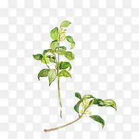 水彩叶子-空若网 水彩叶子-空若网