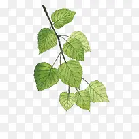 水彩叶子-空若网 水彩叶子-空若网