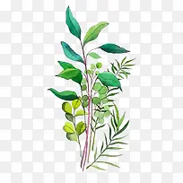 水彩叶子-空若网 水彩叶子-空若网