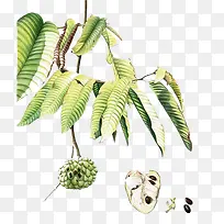 水彩叶子-空若网 水彩叶子-空若网