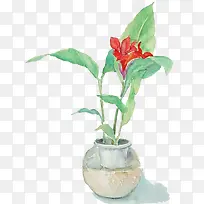 水彩植物-空若网 水彩植物-空若网