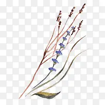 水彩植物-空若网 水彩植物-空若网