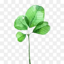 手绘叶子-空若网 手绘叶子-空若网