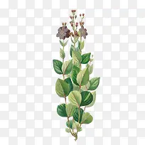 ˮ��Ҷ��-������