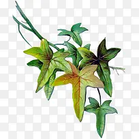 水彩叶子-空若网 水彩叶子-空若网