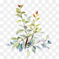 水彩叶子-空若网 水彩叶子-空若网