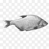 卡通手绘卡通扁鱼-空若网 卡通手绘卡通扁鱼-空若网