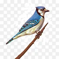 �ֻ�-������