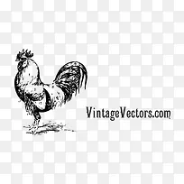 手绘公鸡-空若网 手绘公鸡-空若网