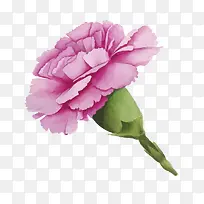 矢量康乃馨-空若网 矢量康乃馨-空若网