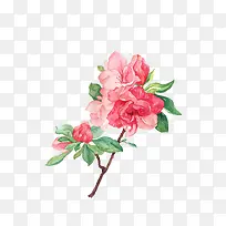 花卉手绘-空若网 花卉手绘-空若网