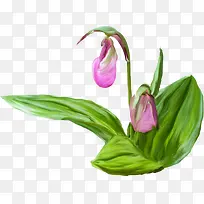 水彩鲜花-空若网 水彩鲜花-空若网