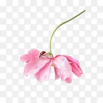 水彩粉色花卉-空若网 水彩粉色花卉-空若网