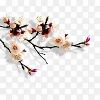 梅花-空若网 梅花-空若网