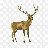 手绘梅花鹿-空若网 手绘梅花鹿-空若网