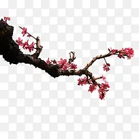 手绘树枝-空若网 手绘树枝-空若网