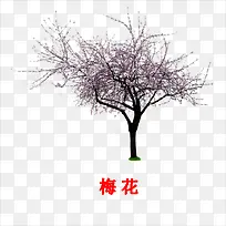 梅花-空若网 梅花-空若网