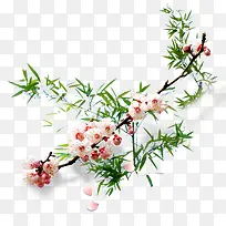 ÷����֦-������