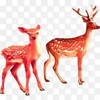 动物-空若网 动物-空若网