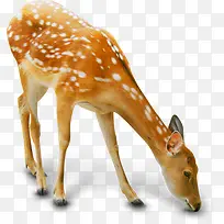 �ɰ���ʳ÷��¹����-������