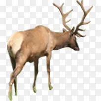 可爱高清野山梅花鹿-空若网 可爱高清野山梅花鹿-空若网