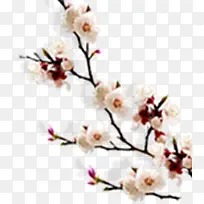 ��ɫΨ��÷������-������