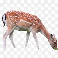 可爱梅花鹿动物觅食-空若网 可爱梅花鹿动物觅食-空若网